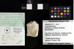 Foto (Objket + Etiketten) von Decapoda indet. 